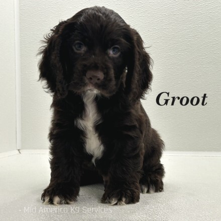puppy, for, sale, Cocker Spaniel, Joe & Cherri  Overlease, dog, breeder, Miller, MO, dog-breeder, puppy-for-sale, forsale, nearby, find, puppyfind, locator, puppylocator, aca